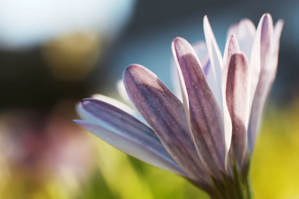 Purple flower in sunlight