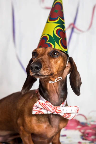 Pet in party hat and bow-tie sitting on confetti