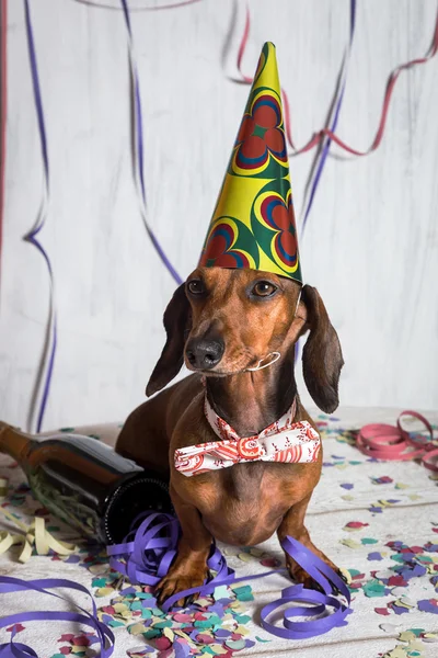 Pet in party hat and bow-tie sitting on confetti
