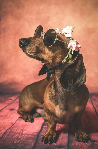 Dachshund dog with sunglasses and flowers on her head