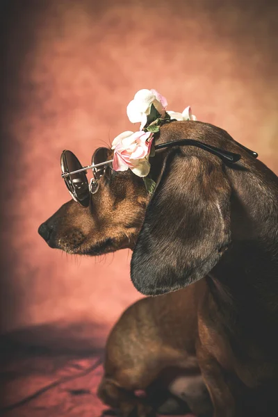 Dachshund dog with sunglasses and flowers on her head
