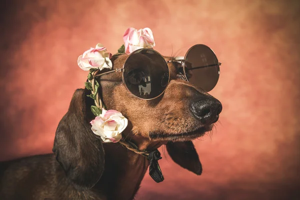 Dachshund dog with sunglasses and flowers on her head