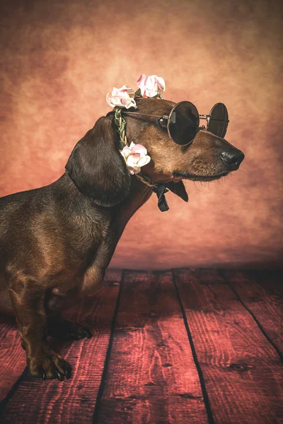 Dachshund dog with sunglasses and flowers on her head