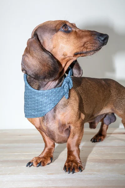 Red dachshund dog with sun glasses or bow tie scarves