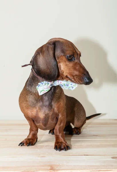 Red dachshund dog with sun glasses or bow tie scarves