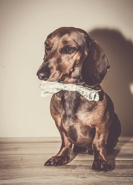 Red dachshund dog with sun glasses or bow tie scarves