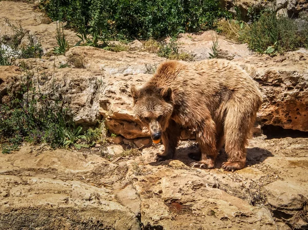 Syrian brown bear, Jerusalem Biblical Zoo in Israel