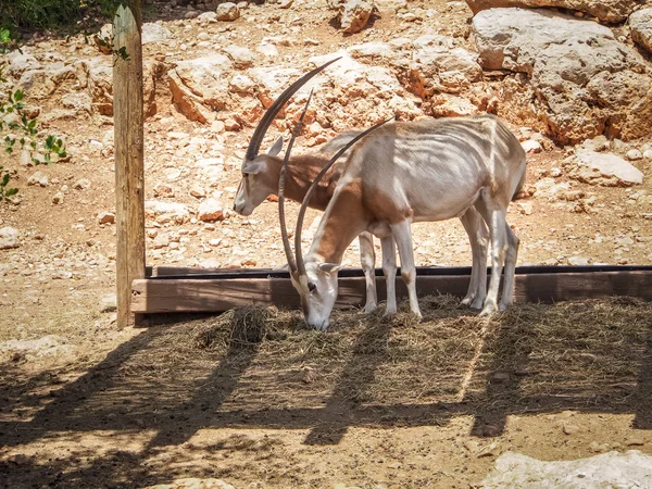 JERUSALEM, ISRAEL - MAY 8: Scimitar oryx in Biblical Zoo in Jerusalem, Israel on May 8, 2016