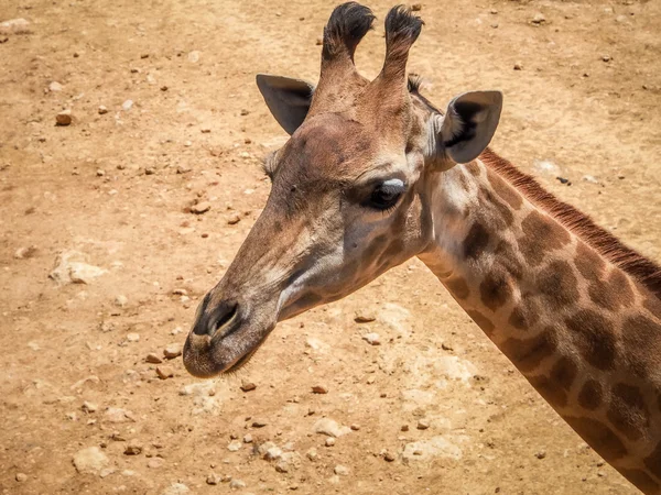 Giraffe, Jerusalem Biblical Zoo in Israel