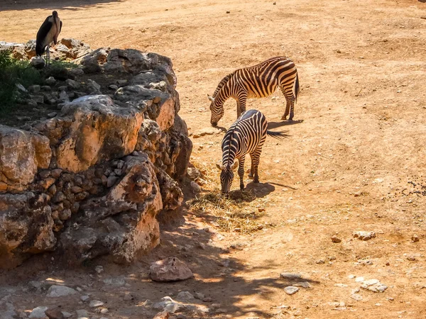 Zebras in Biblical Zoo in Jerusalem, Israel