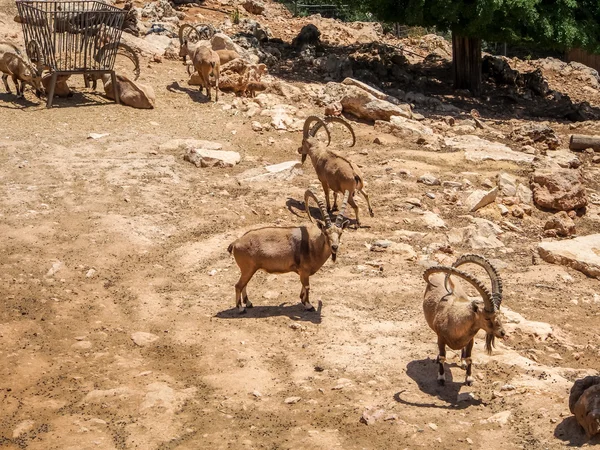 Nubian ibexes, Biblical Zoo in Jerusalem, Israel