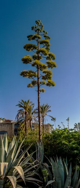 Mediterranean pine, vertical panorama