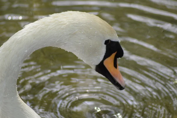 The Head of White Swan Close up. Ripple on the Water