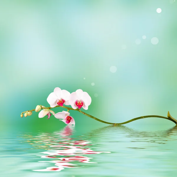 Floral background: white orchid flowers over a backdrop along with reflections in wavy water surface