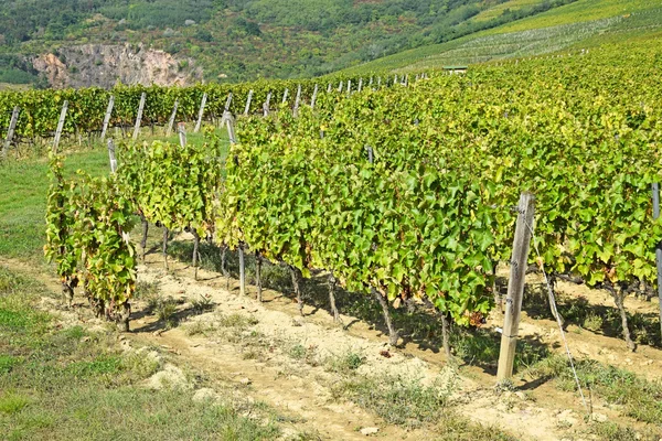 Vineyard at the hill-side near Tokaj city, Hungary