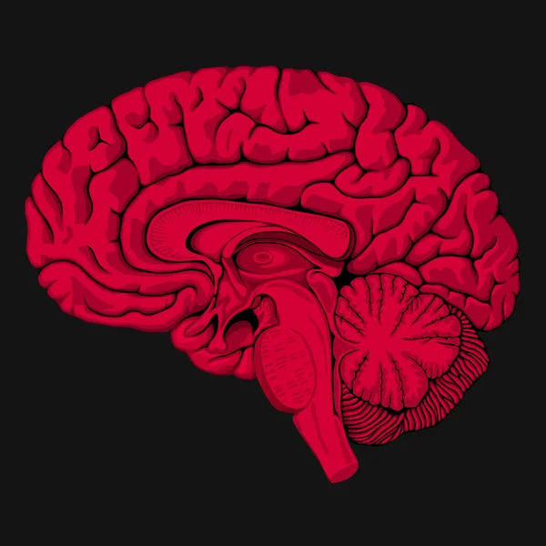 Red human brain on gray background