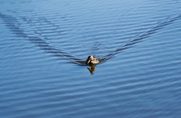 The duck floats on water ripples.