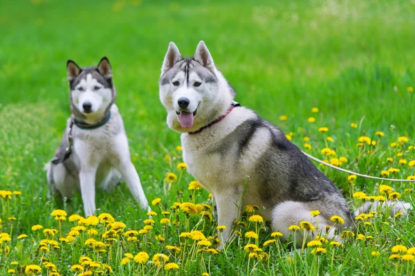 Two dogs play on a green meadow.