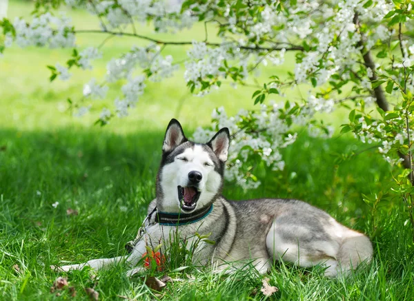 Dog lies on grass under branches of the blossoming cherry.