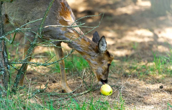 Roe in the natural reserve.