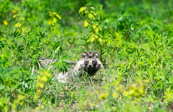 The raccoon has hidden to grass.