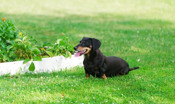 The dog of breed a dachshund runs on lawn.