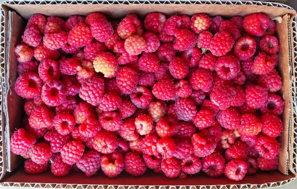 Red ripe raspberries in a paper box