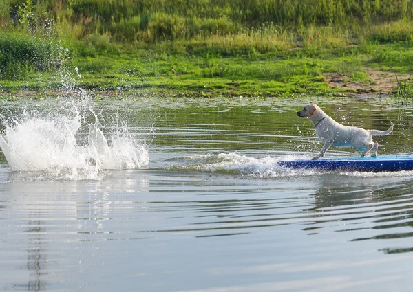 The young man and dog in the boat. The  jumps from the  in water.