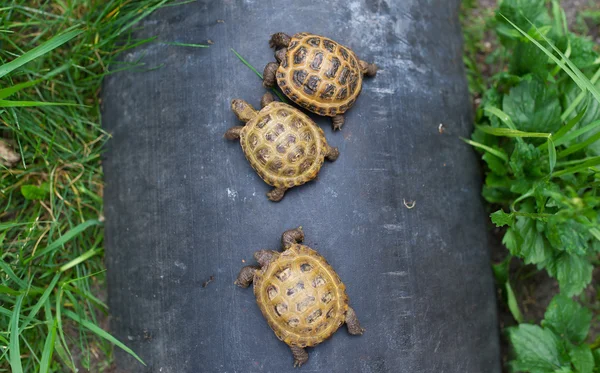 Three little turtles