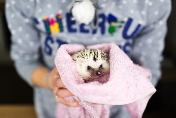 The African hedgehog who is wrapped up in towel.