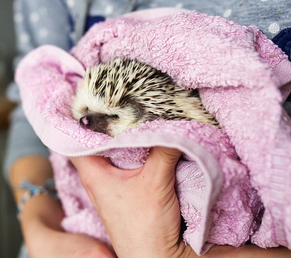 The African hedgehog who is wrapped up in towel.