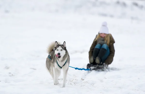The dog is lucky on snow sledge  the young girl