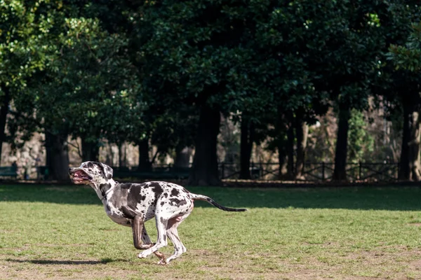 Adorable dalmatian dog