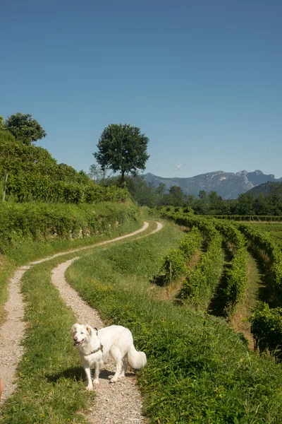 White dog walking at rural