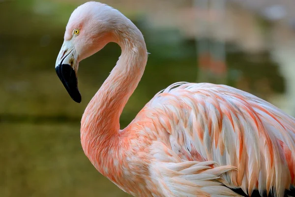 Red flamingo close-up