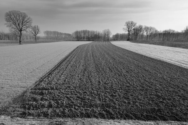 Field  in the morning mist.