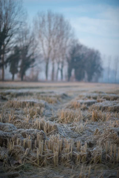 Field  in the morning mist.
