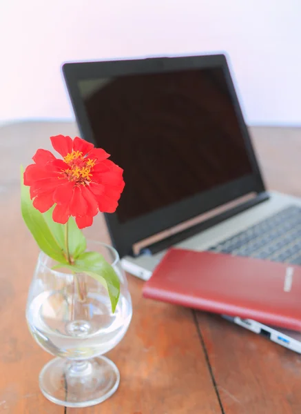 Red flower in vase