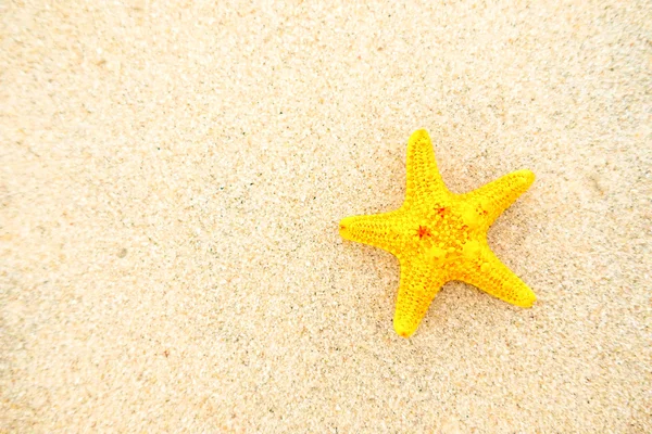 Starfish relax on the white sand
