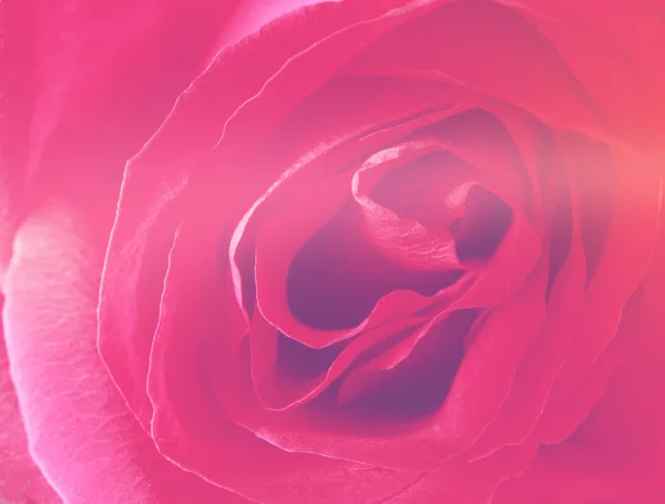 Beautiful pastel rose