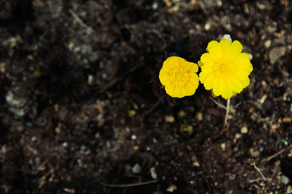 First spring flowers on dark ground. Two Adonis flower. Spring background.