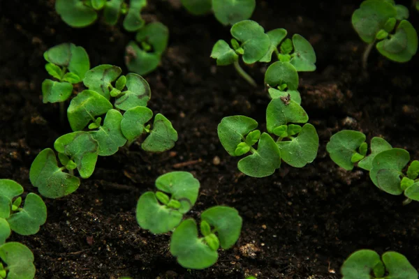 Group of green sprouts growing out from soil. Dark green background.