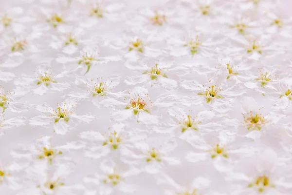 Pink small flowers on the water. Floral pattern. Wedding, spring background. Macro. Bird-cherry. Japanese flowers.