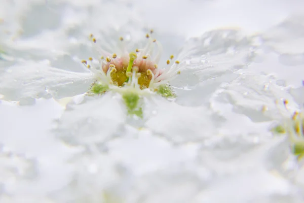 White flower on the water.  Macro. Details. Bird-cherry. Wedding, spring background.