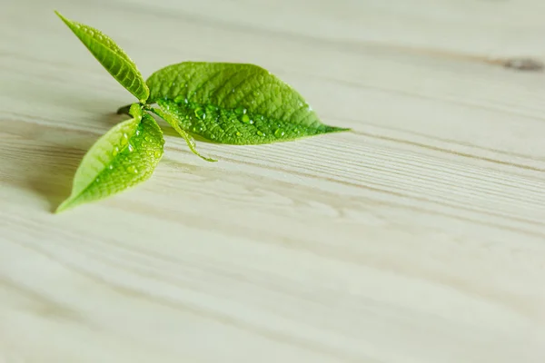 Young green sprout, leaf on wooden background. Wood background. Texture. Copy space.