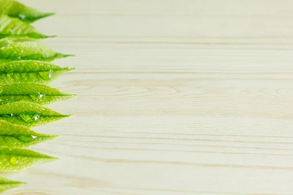 Green young leaves on a wooden beige background. Wood light background. Border. Top view. Copy space.