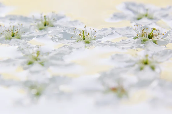 White small flowers on the water. Floral pattern. Wedding, spring background. Macro. Bird-cherry.