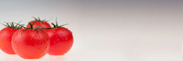 Branch tomato on a white background.  Macro. Texture. Gradient.  Food background.