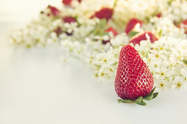 Strawberries with flowers of bird cherry on a white background. Sunny spring background.  Border with the copy space. Frame with strawberry background. Warm filter instagram.