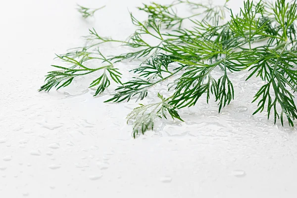 Sprig of green dill on a white background. Wet green dill. Frame with copy space for text.